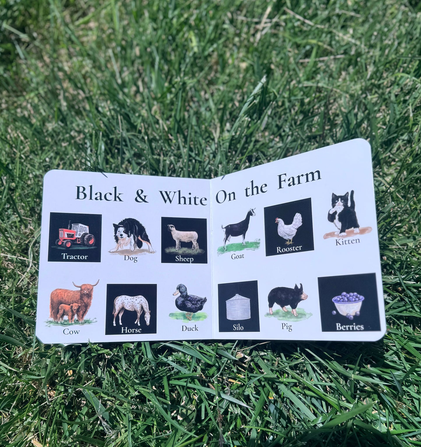 Black & White on the Farm