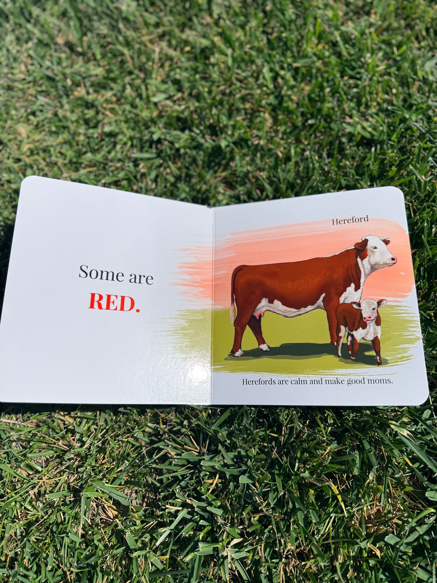 Baby's First Book of Cows & Colors
