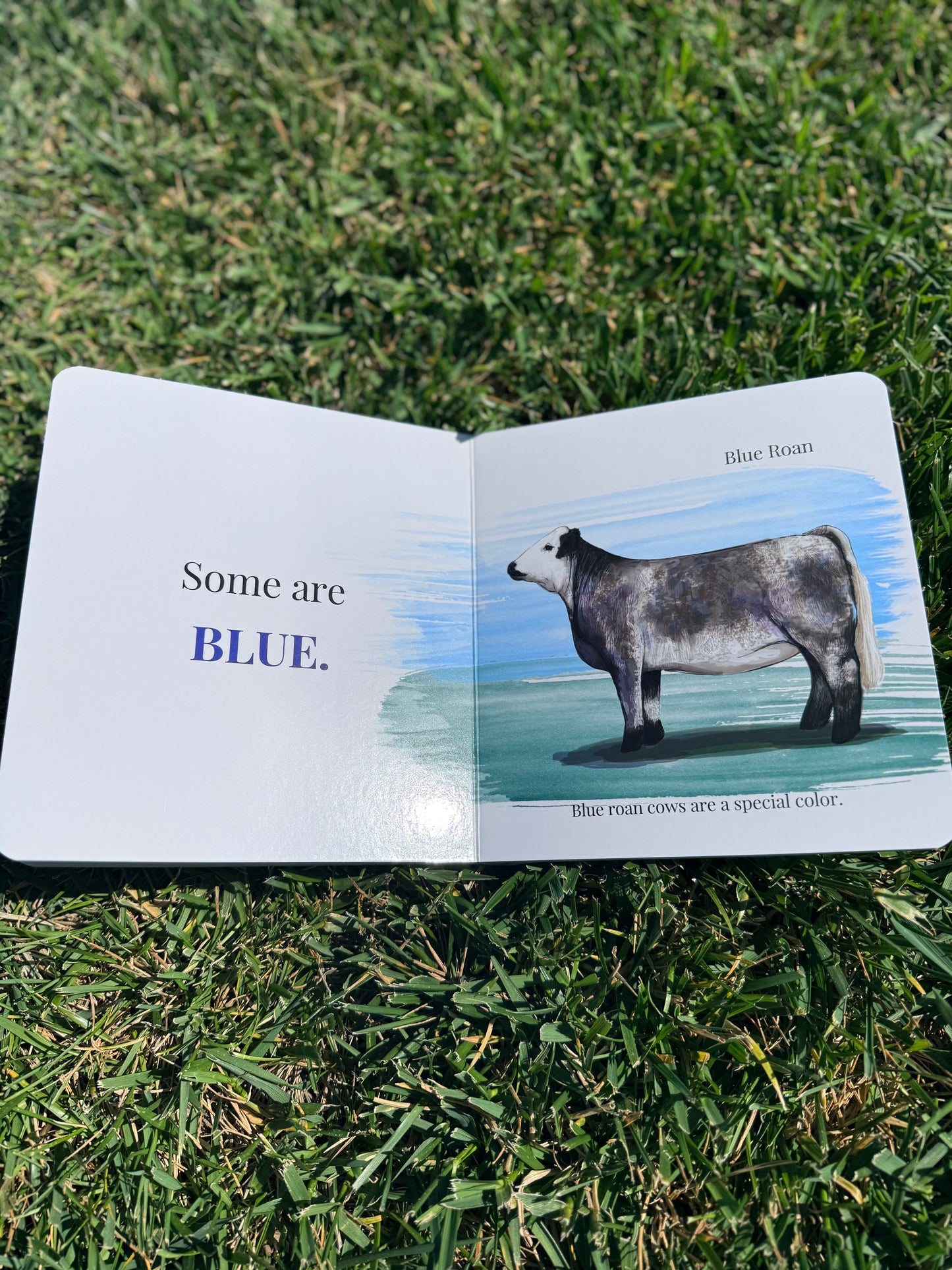 Baby's First Book of Cows & Colors