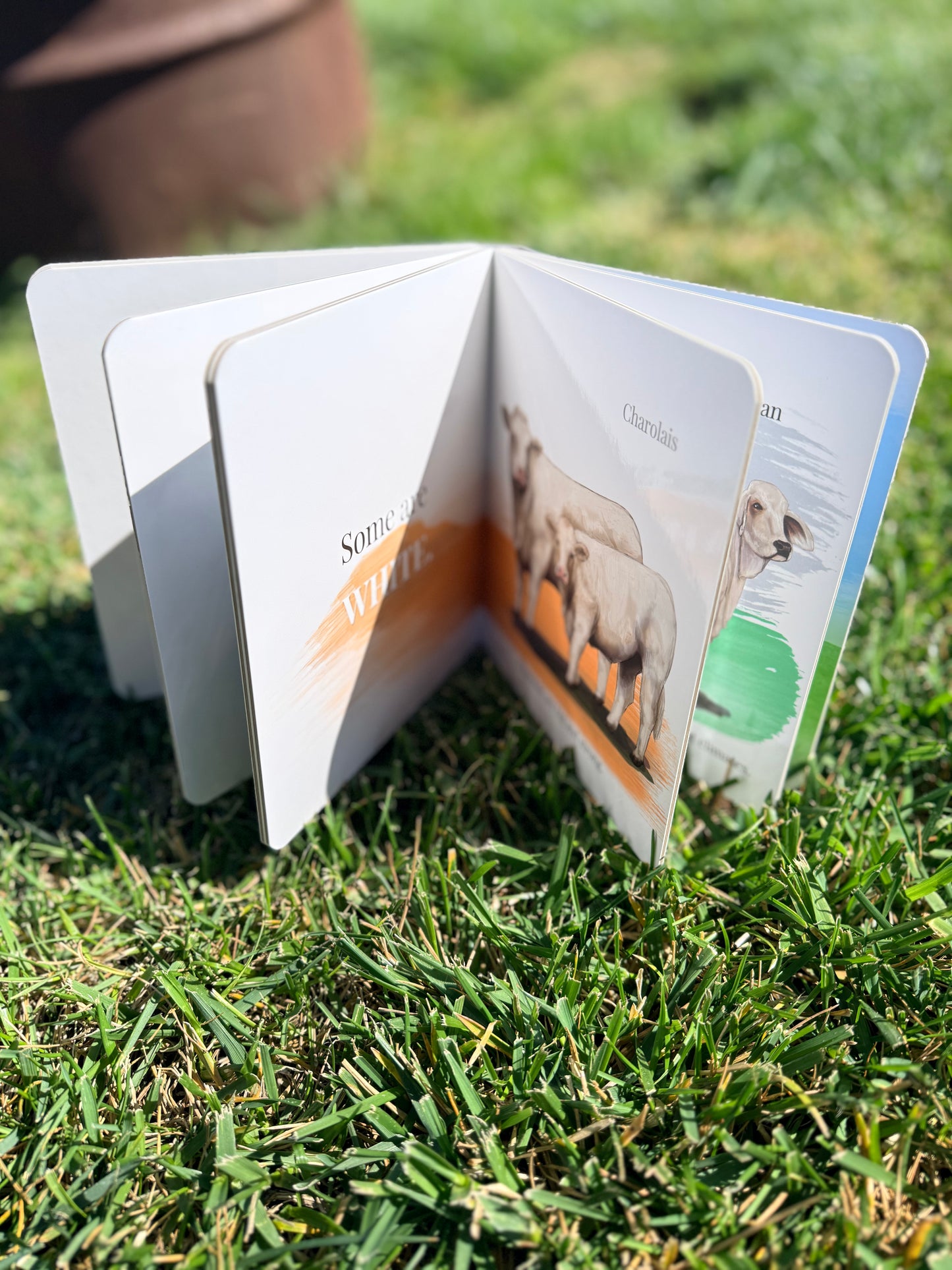 Baby's First Book of Cows & Colors