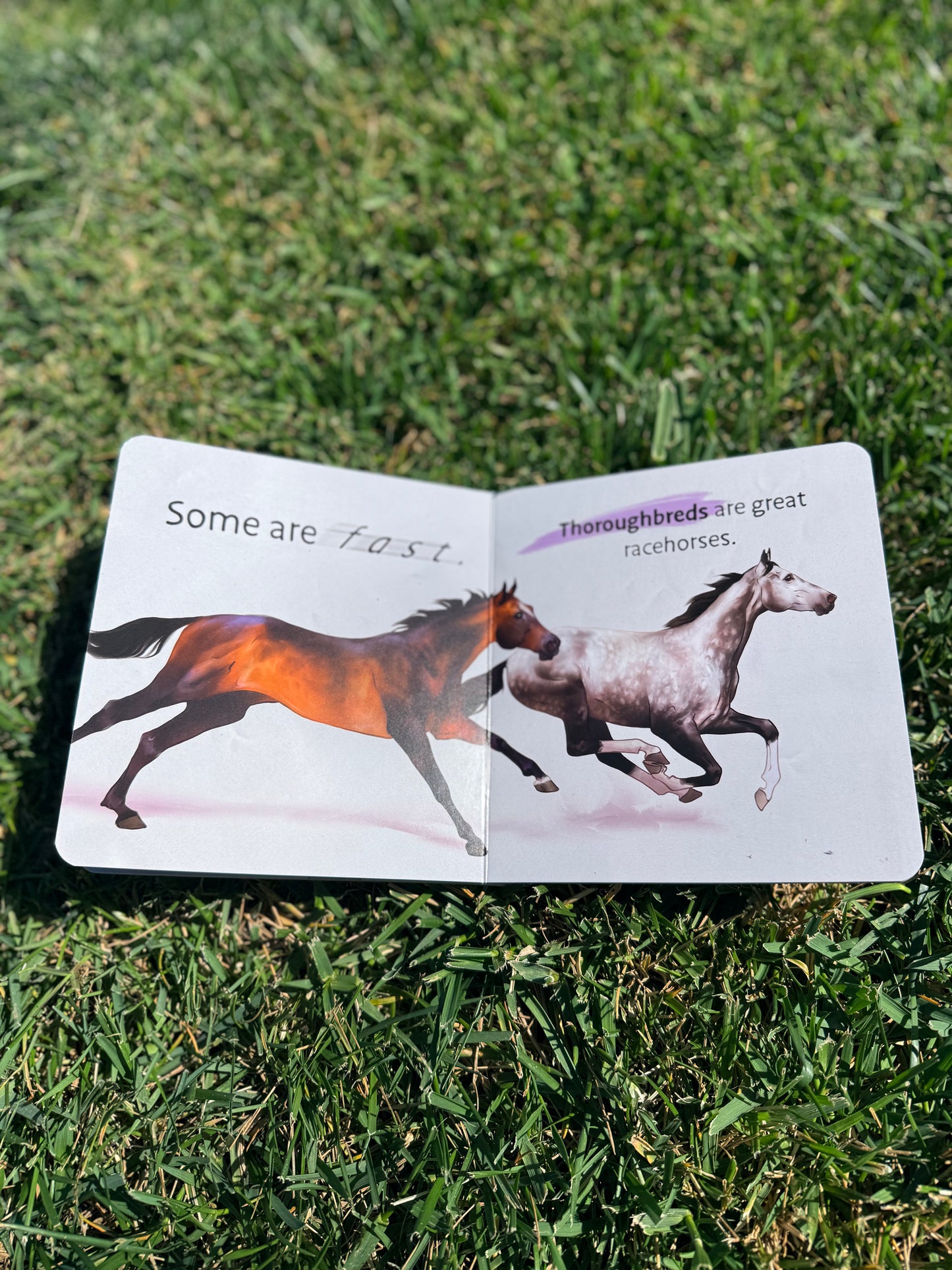 Baby's First Book of Horses