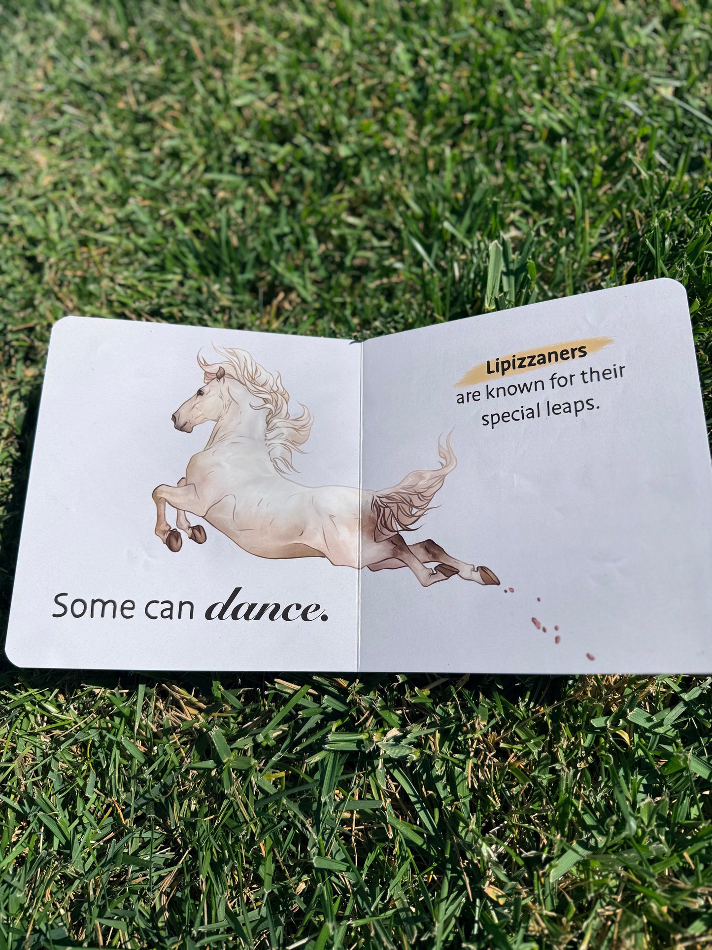 Baby's First Book of Horses