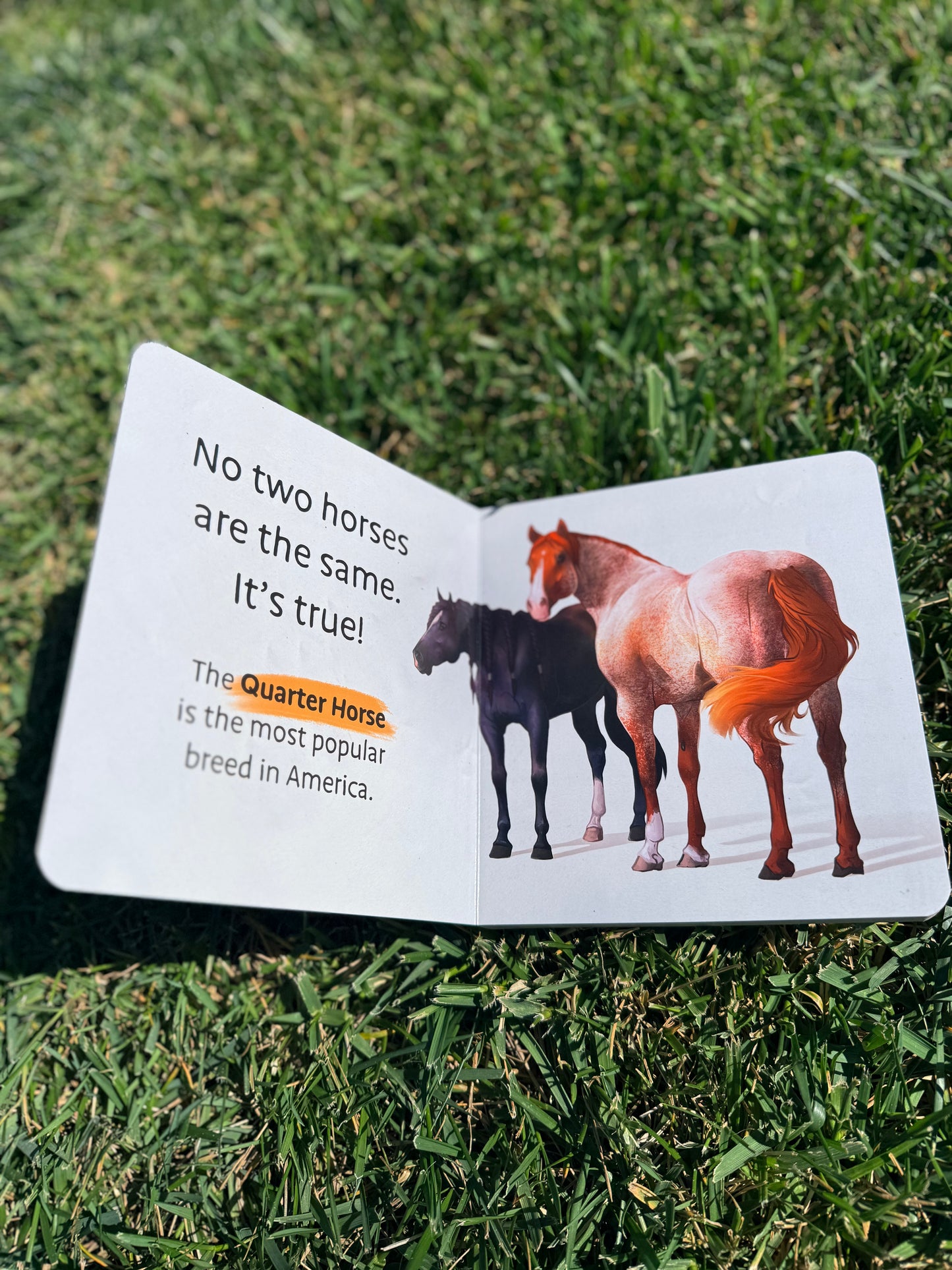 Baby's First Book of Horses